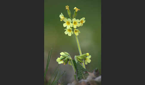 Hohe Schlüsselblume (Primula elatior)