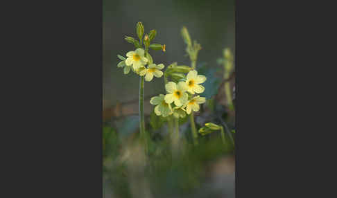 Hohe Schlüsselblume (Primula elatior)