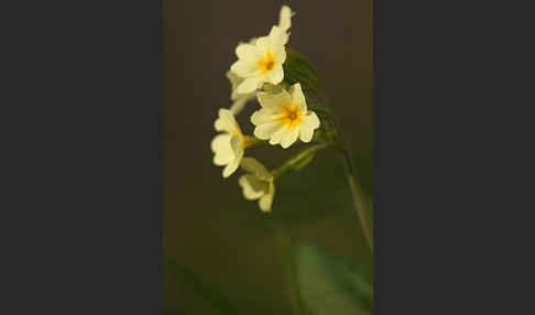 Hohe Schlüsselblume (Primula elatior)