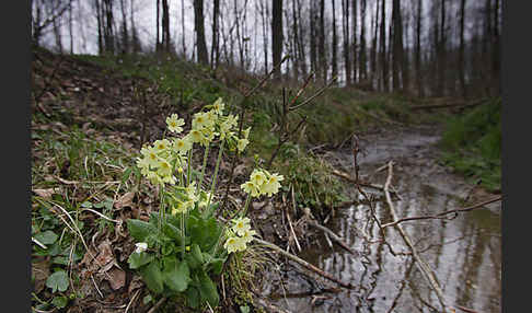 Hohe Schlüsselblume (Primula elatior)