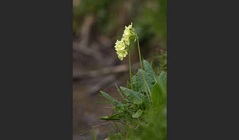 Hohe Schlüsselblume (Primula elatior)