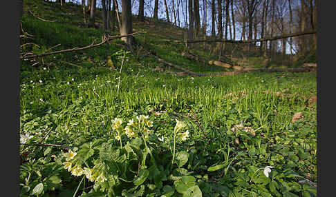 Hohe Schlüsselblume (Primula elatior)