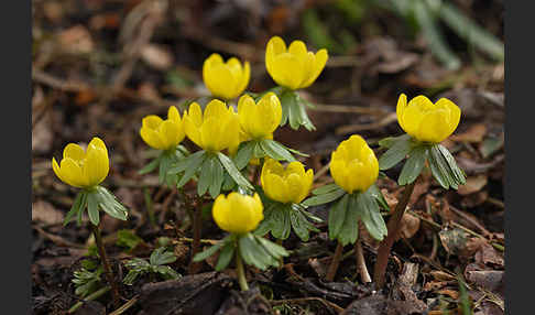 Winterling (Eranthis hyemalis)