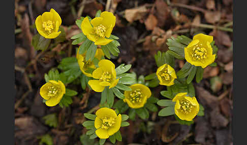 Winterling (Eranthis hyemalis)