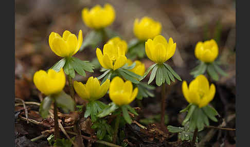 Winterling (Eranthis hyemalis)