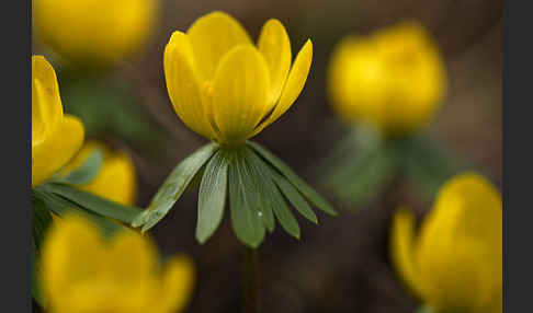 Winterling (Eranthis hyemalis)