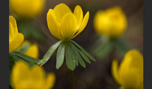 Winterling (Eranthis hyemalis)