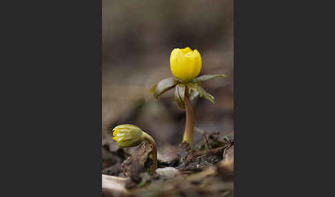 Winterling (Eranthis hyemalis)