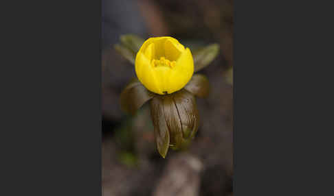 Winterling (Eranthis hyemalis)