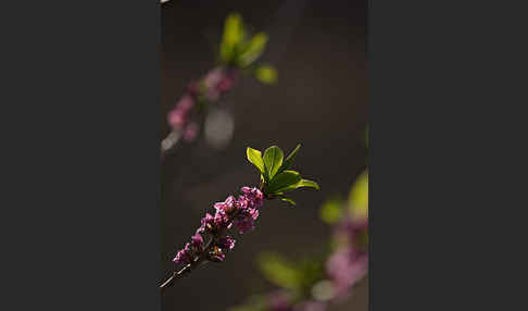 Seidelbast (Daphne mezereum)