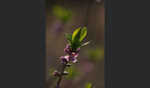 Seidelbast (Daphne mezereum)