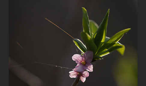 Seidelbast (Daphne mezereum)