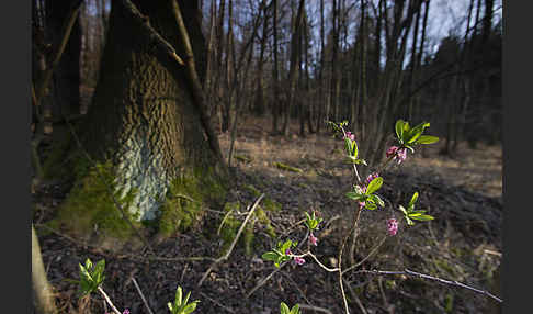 Seidelbast (Daphne mezereum)