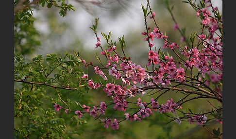 Pfirsich (Prunus persica)