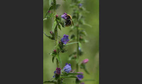 Gewöhnlicher Natternkopf (Echium vulgare)