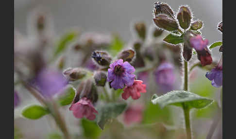 Geflecktes Lungenkraut (Pulmonaria officinalis)