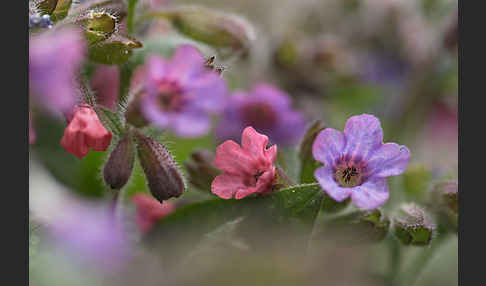 Geflecktes Lungenkraut (Pulmonaria officinalis)