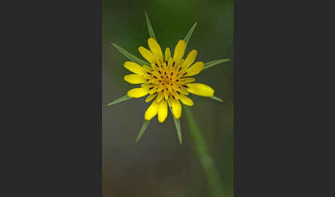 Wiesen-Bocksbart (Tragopogon pratensis)