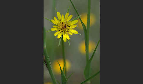 Wiesen-Bocksbart (Tragopogon pratensis)