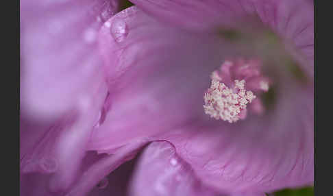 Moschus-Malve (Malva moschata)