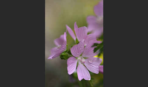 Moschus-Malve (Malva moschata)