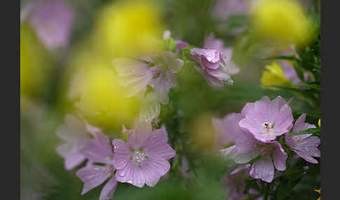 Moschus-Malve (Malva moschata)