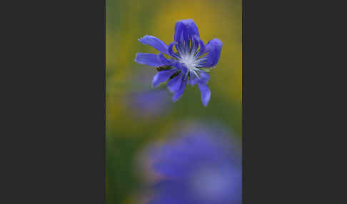 Gewöhnliche Wegwarte (Cichorium intybus)