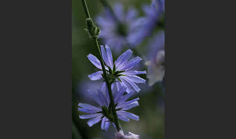 Gewöhnliche Wegwarte (Cichorium intybus)