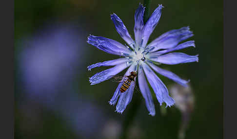 Gewöhnliche Wegwarte (Cichorium intybus)