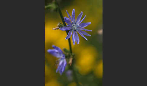 Gewöhnliche Wegwarte (Cichorium intybus)