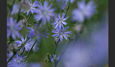 Gewöhnliche Wegwarte (Cichorium intybus)