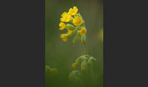 Wiesen-Schlüsselblume (Primula veris)