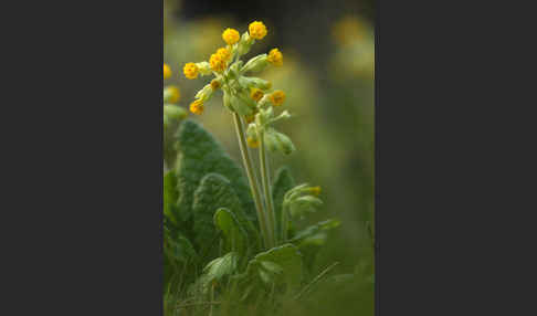 Wiesen-Schlüsselblume (Primula veris)