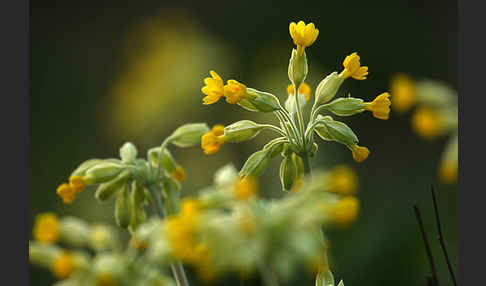 Wiesen-Schlüsselblume (Primula veris)
