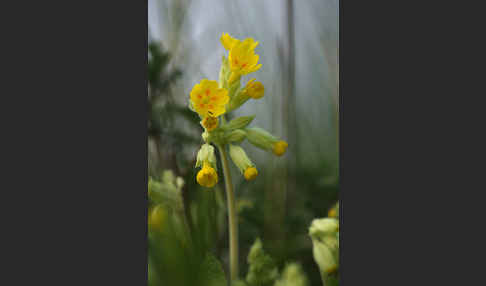 Wiesen-Schlüsselblume (Primula veris)