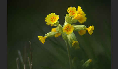 Wiesen-Schlüsselblume (Primula veris)