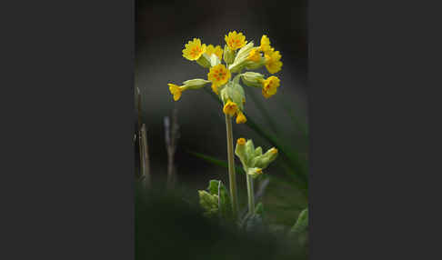 Wiesen-Schlüsselblume (Primula veris)