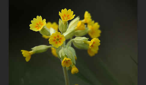 Wiesen-Schlüsselblume (Primula veris)