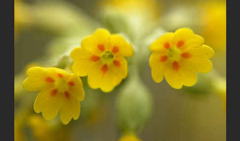 Wiesen-Schlüsselblume (Primula veris)