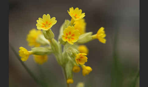 Wiesen-Schlüsselblume (Primula veris)