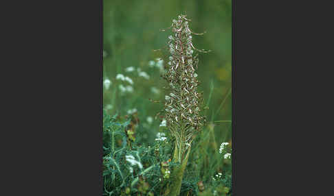 Bocks-Riemenzunge (Himantoglossum hircinum)