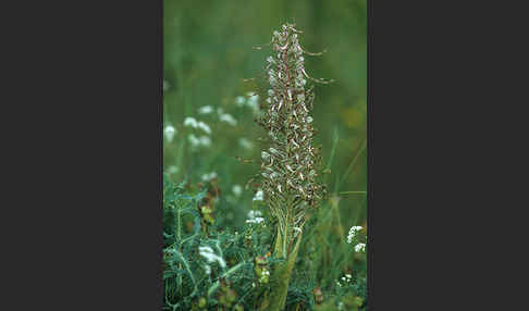 Bocks-Riemenzunge (Himantoglossum hircinum)