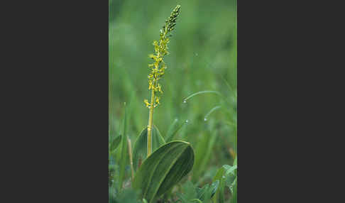 Großes Zweiblatt (Listera ovata)