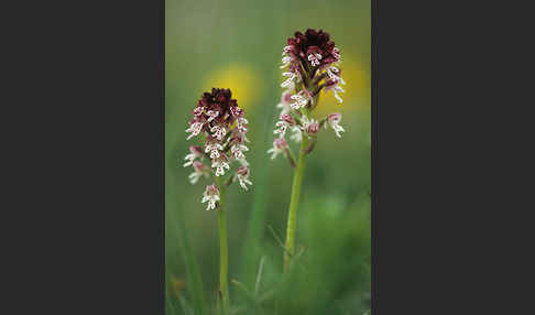 Brand-Knabenkraut (Orchis ustulata)