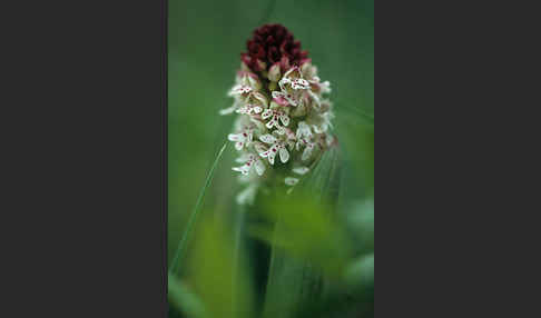 Brand-Knabenkraut (Orchis ustulata)