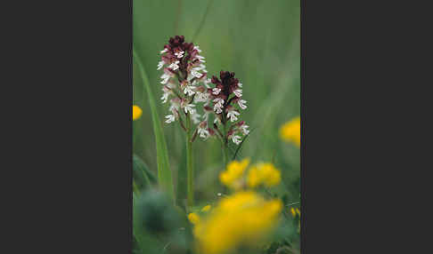 Brand-Knabenkraut (Orchis ustulata)