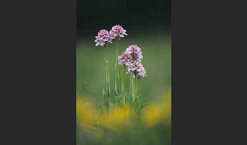 Dreizähniges Knabenkraut (Orchis tridentata)