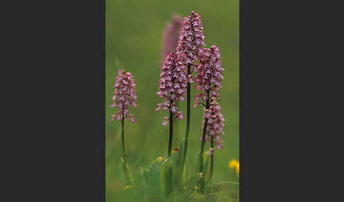 Helm-Knabenkraut x Purpur-Knabenkraut (Orchis x hybrida)