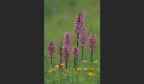 Helm-Knabenkraut x Purpur-Knabenkraut (Orchis x hybrida)