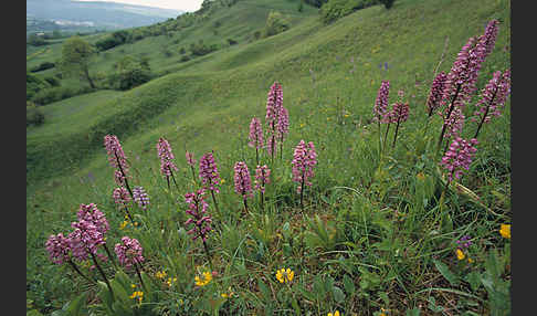 Helm-Knabenkraut x Purpur-Knabenkraut (Orchis x hybrida)